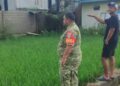 Jaga Kualitas dan Kuantitas Pangan, Babinsa Koramil Babahrot Masiv Dampingi Pertanian