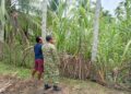 Babinsa Koramil Babahrot Dampingi Warga Tinjau Kebun Tebu