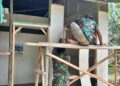 Setiap Dinding yang Terpasang Menyimpan Harapan, Satgas TMMD ke-130 Hadir Wujudkan Impian Rumah Layak Huni bagi Edi Harahap