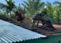 Di Balik Seng yang Dibongkar, Tumbuh Harapan Baru untuk Rumah Edi Harahap